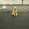 This is Mercedes obeying the sit and stay commands at the Winston Salem Dog Training Club after class